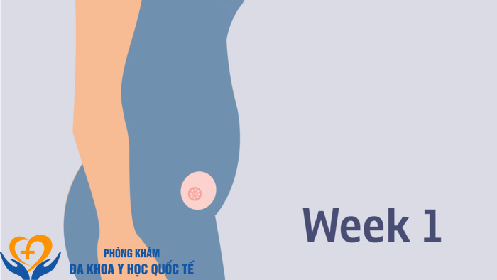 Sự phát triển của thai 1 tuần tuổi