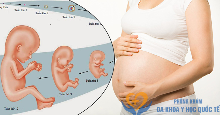 Thai 9 tuần kích thước bao nhiêu