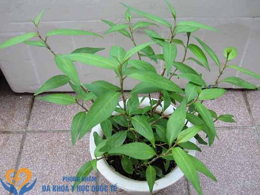 Thành phần dinh dưỡng có trong rau răm