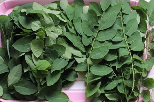 mới có thai ăn rau ngót được không