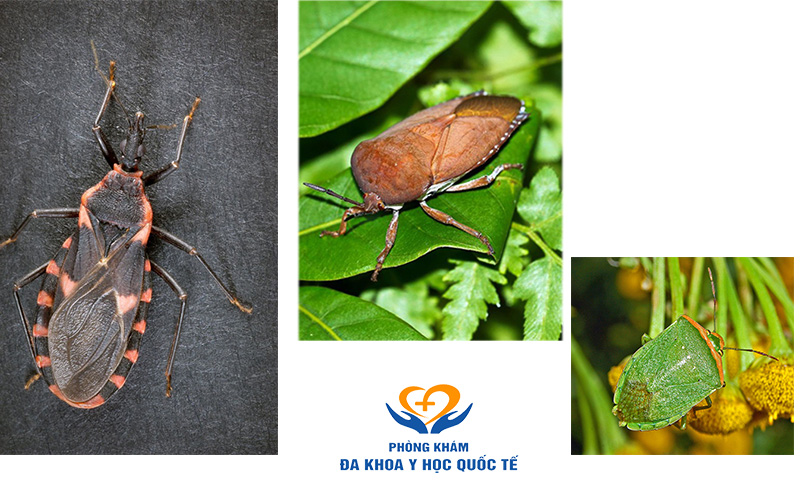 Các loại bọ xít