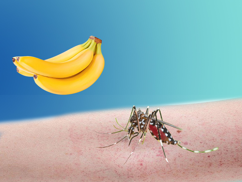 Sốt xuất huyết ăn chuối được không