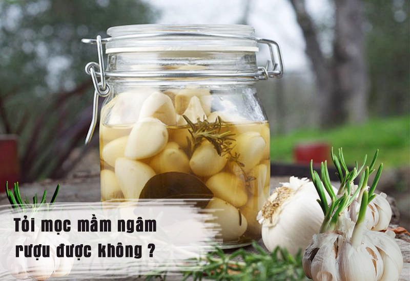 Tỏi mọc mầm có ngâm rượu được không 