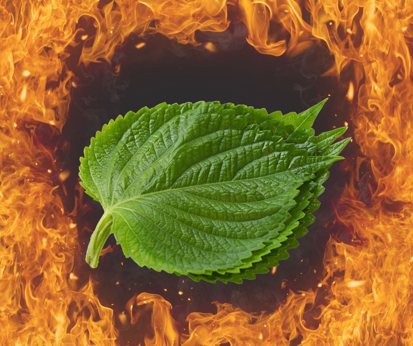 Lá tía tô có nóng không 