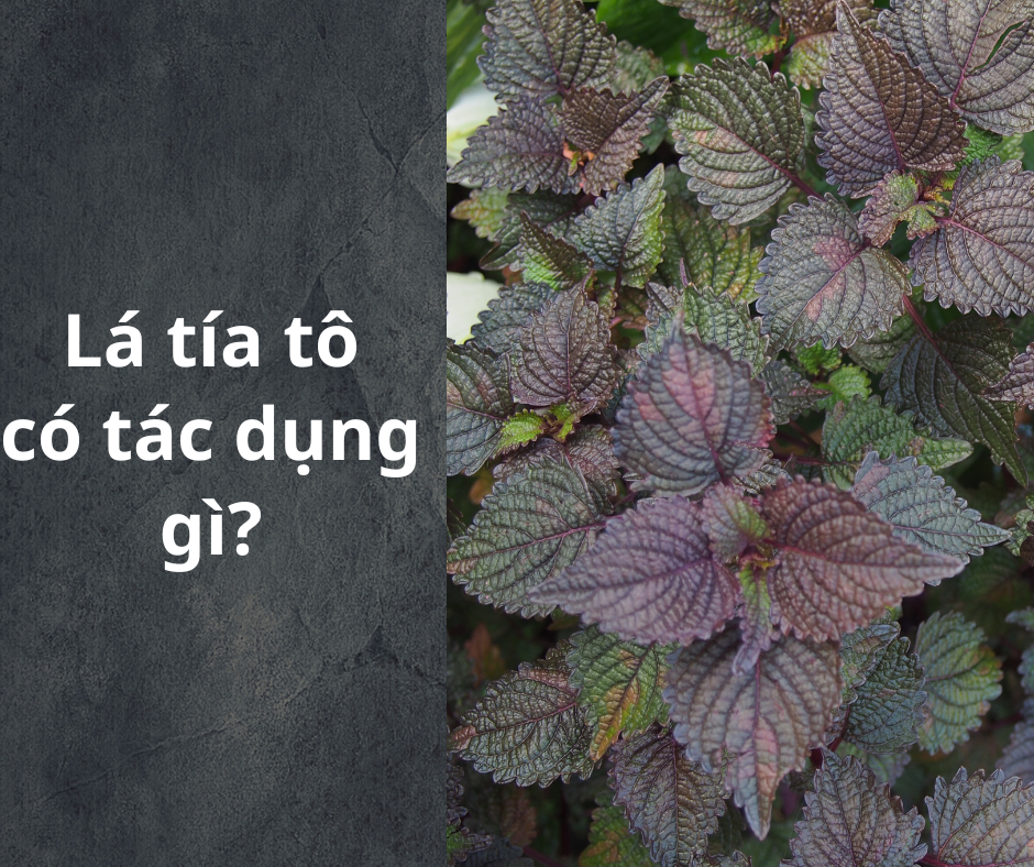 Lá tía tô có tác dụng gì