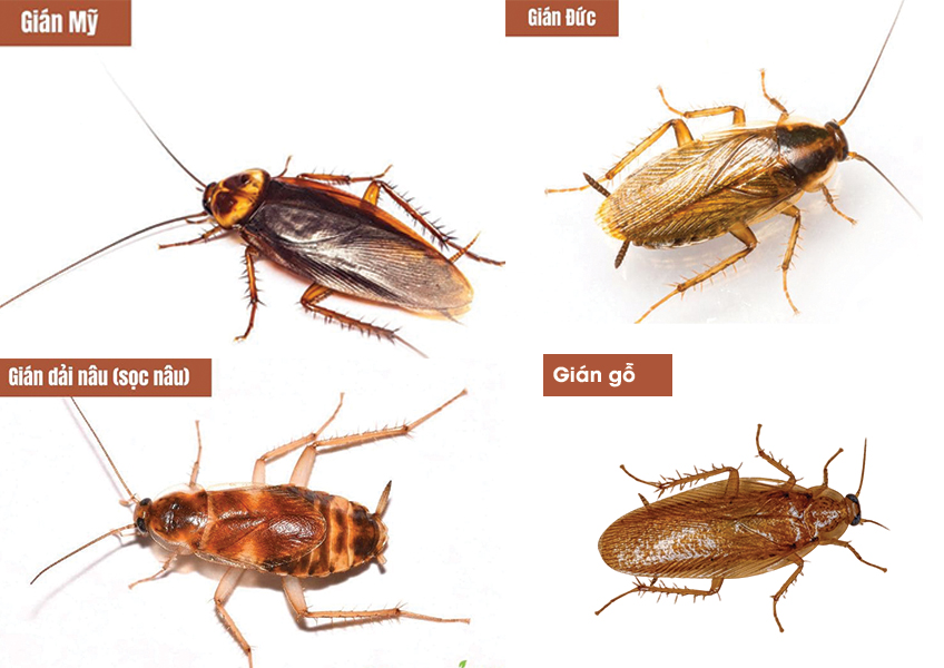 Các loại gián phổ biến