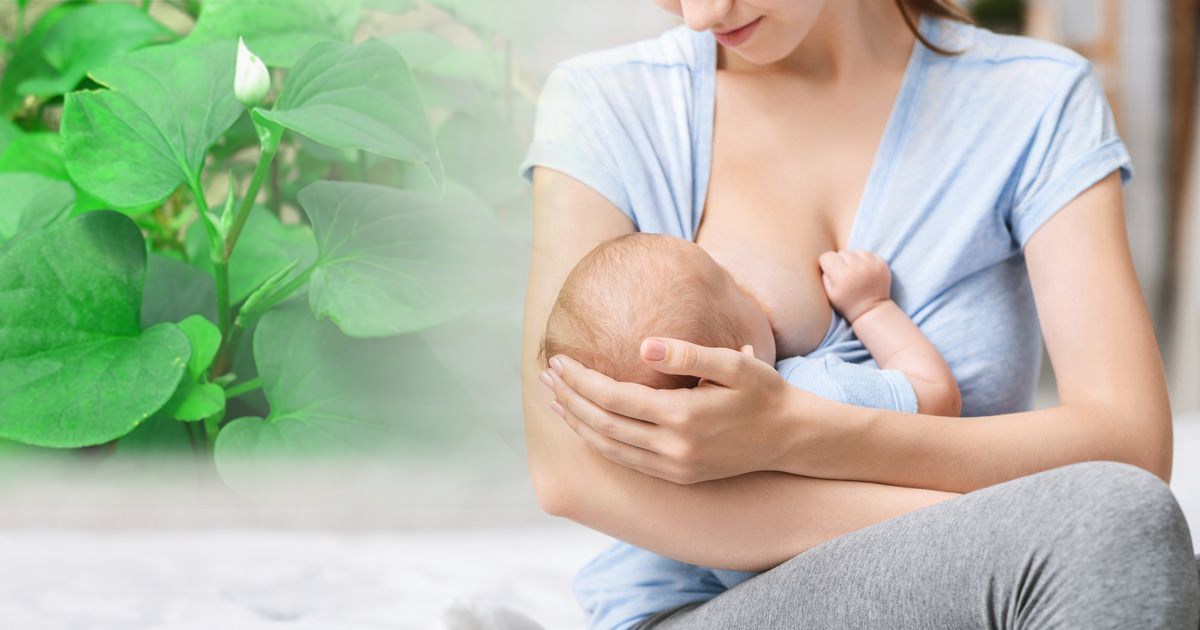 Ăn rau diếp cá có bị mất sữa không ?