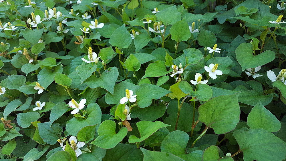 Tác dụng rau diếp cá