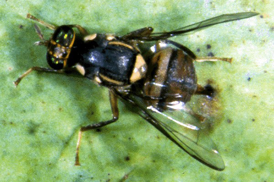 Ruồi vàng có tên khoa học Bactrocera dorsalis, họ Tephritidae