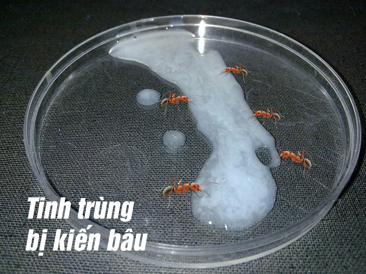 Tinh trùng bị kiến bâu